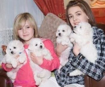Snow white Bichon Frise pups awesome
