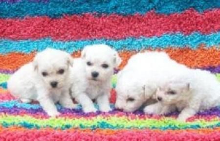 Cute Male/female Bichon Frise Puppies