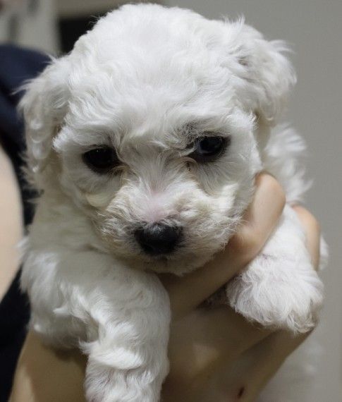Stunning Bichon Frise Puppies For Sale