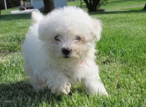 White male and female Bichon Frise Puppies