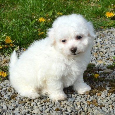 Family Raised Bichon Frise Puppies. Text (***) ***-***2