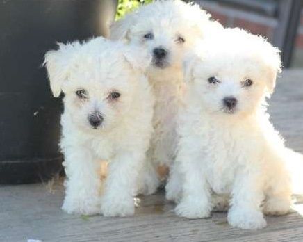Adorable Bichon Frise Puppies!!!text us on ***