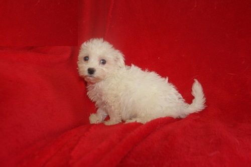 male and female BICHON FRISE Pups