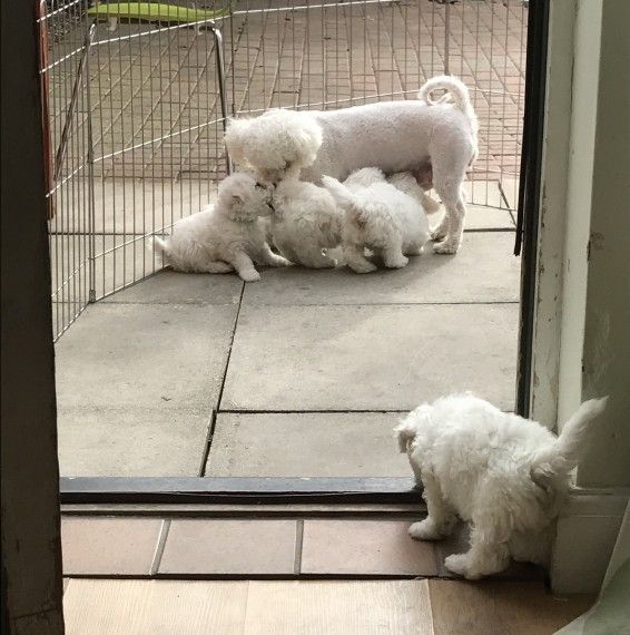Bichon Frise puppies