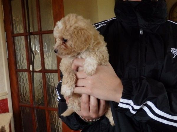 Beautiful Bichonxpoodle Puppies