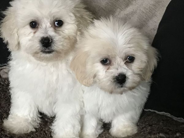 Cavachon Puppies