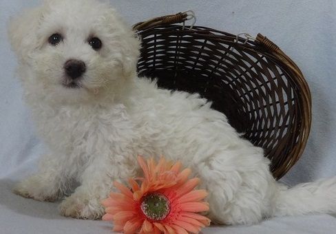 Purebred and ACA Registered Bichon Frise Puppies