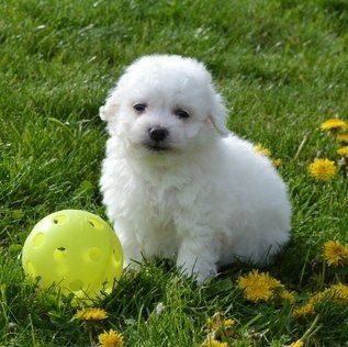 Lovely Bichon Frise puppies!!!