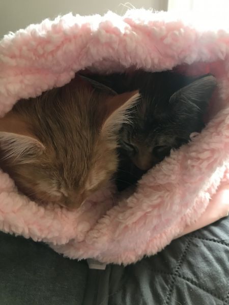 Rescued beautiful kittens