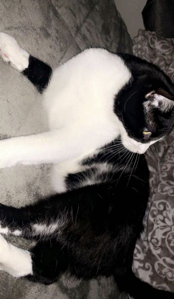 NoeNoe Needs a new home