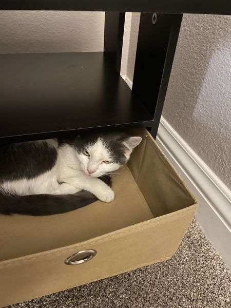 Kitten 5 month old female