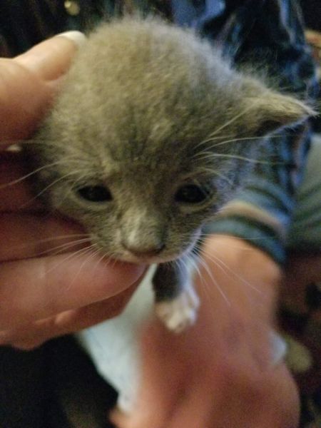 Kittens free to good home