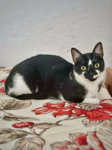 Gato, macho, castrado de año y medio