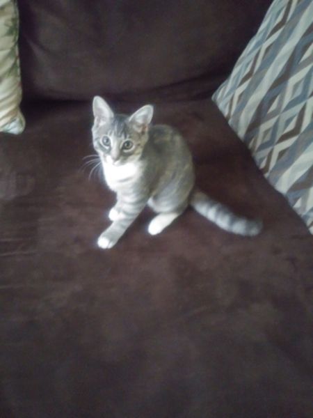 Sweet kitten is in need of a new home. (Travel bag included)