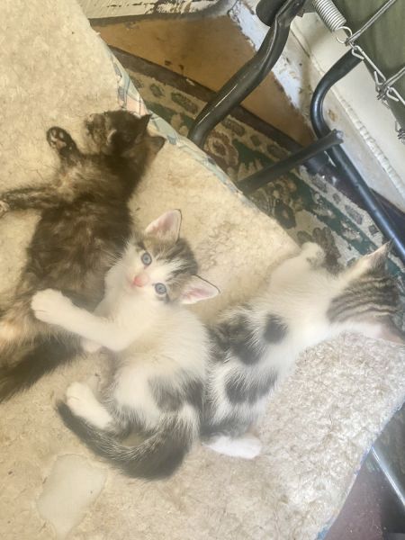 Kittens many colors available