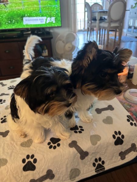 Biewer puppies for sale