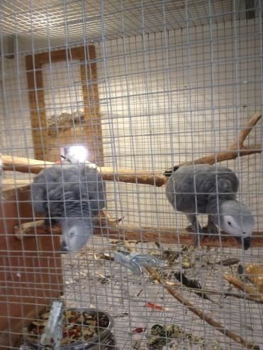 Talking African Grey parrots For Sale