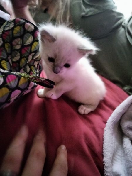 Birman kitten for sale