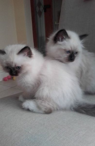Buy Female Birman Kittens