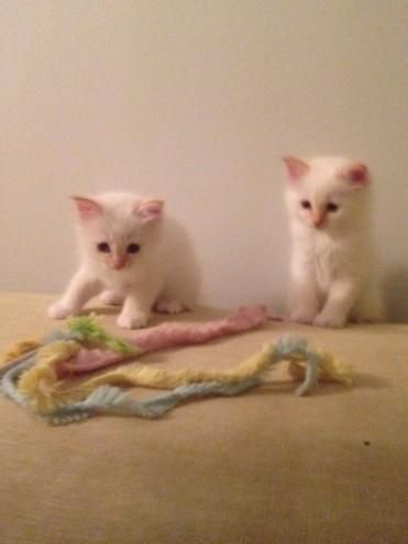 Birman Kittens