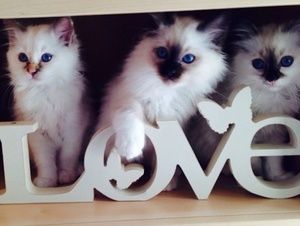 Birman Pure Bred Gccf Registered Kittens