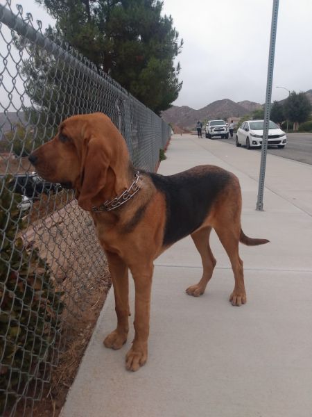 Bloodhound puppy