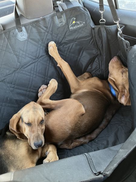 Free hound puppies for sale. AKC registered