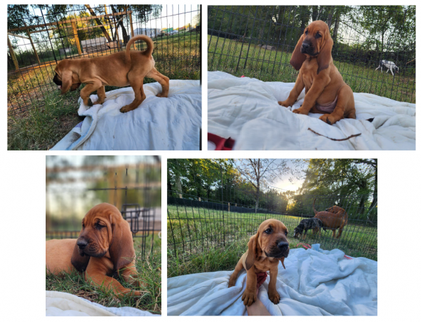 Bloodhound puppies