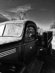 AKC Bloodhound Puppies