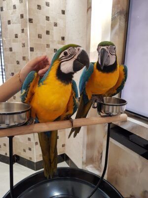FRIENDLY MALE AND FEMALE MACAW PARROTS READY TO GO