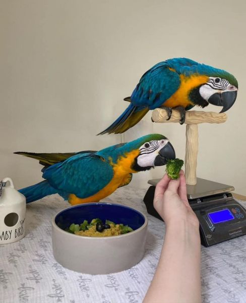 Blue and Yellow Macaw Now Available