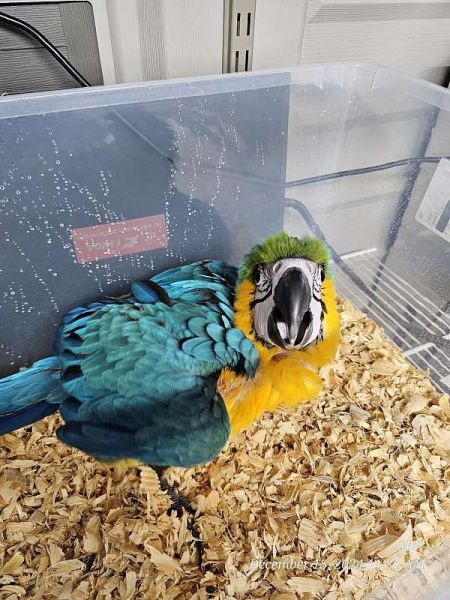 Macaw Parrots x ready now