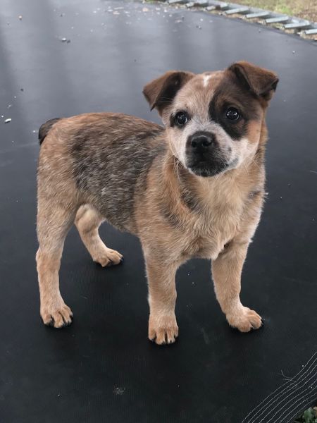 Blue Heeler puppies