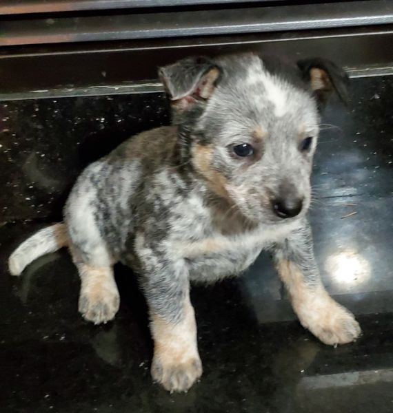 Puppy blue heeler