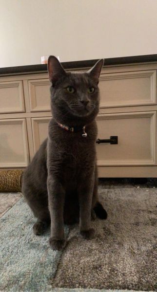 Russian Blue cat