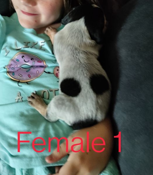 Blue tick pups for sale