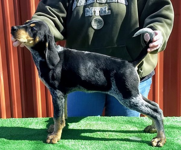 Bluetick female puppies