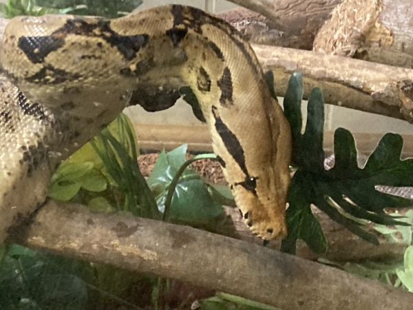 Red Tail Boa
