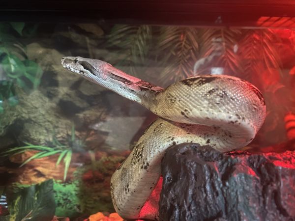 Female Columbia’s Red Tail Boa