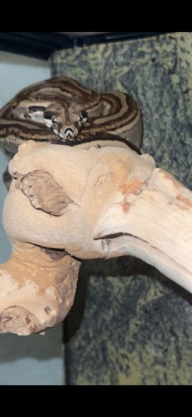 Female boa constrictor