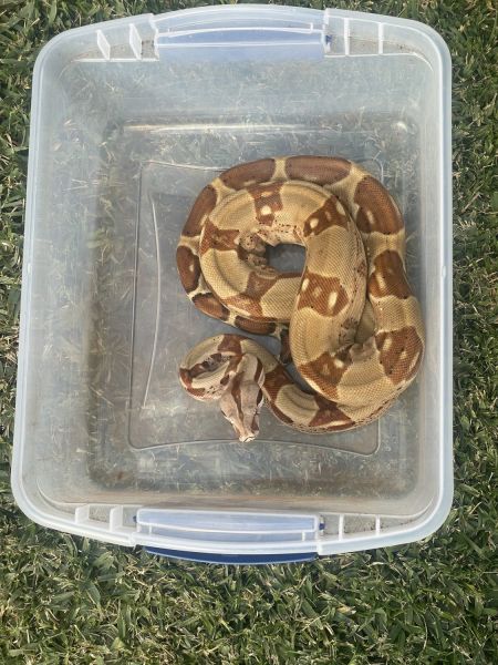 BOA CONSTRICTOR-HET HYPO SUNGLOW