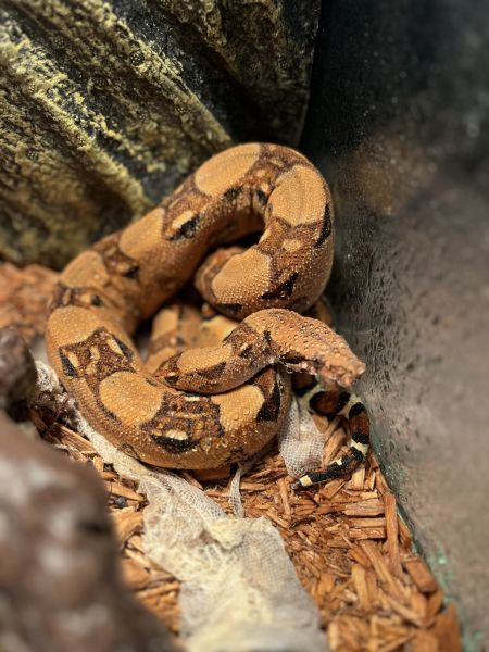 Red Tail Boa