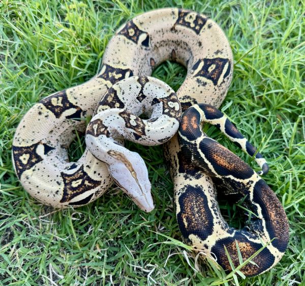 Male VPI T+ Junglow Boa