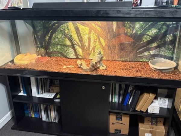 5 ft albino boa constrictor needs a new loveable home!