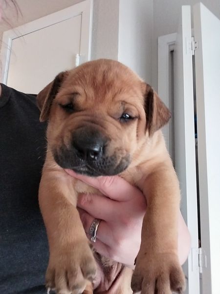 Boerboel puppies