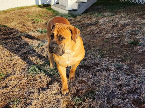 2 year old Boerboel