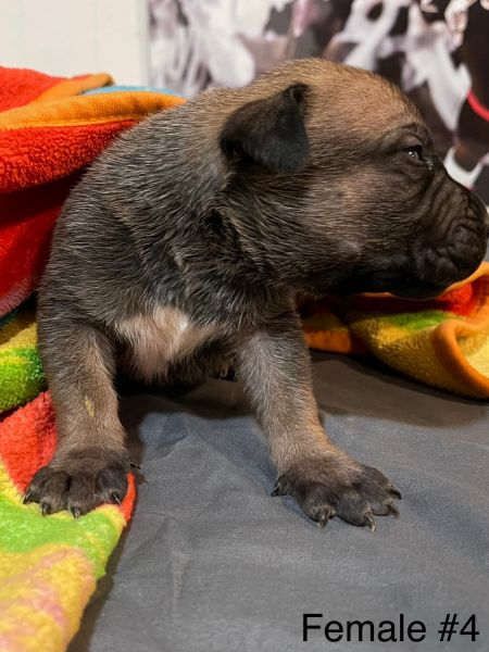 Tri-Colored Boerboels (free delivery)