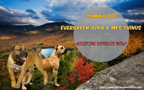 Boerboel Puppy for sale!