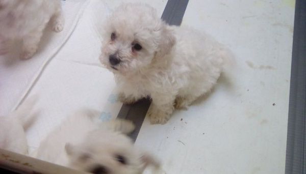 K.c Reg Bolognese 2 Male