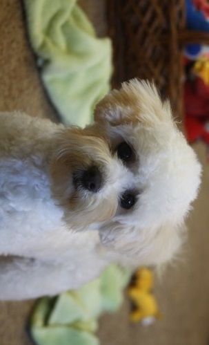 cute male and female belognese puppies for adoption...